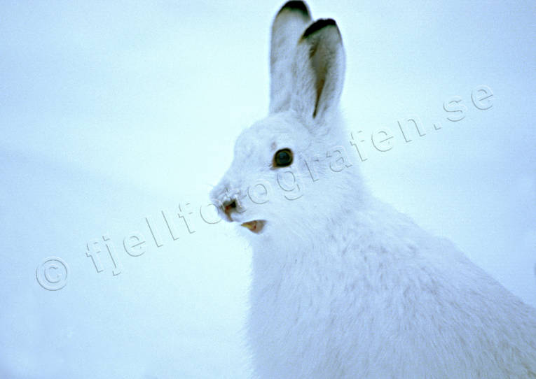 animals, gnawer, hare, mammals, mountain hare, snow, white, white, winter
