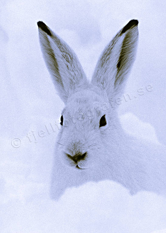 animals, black-and-white, hare, mammals, mountain hare, snow, swedish hare, white, winter, winter fur