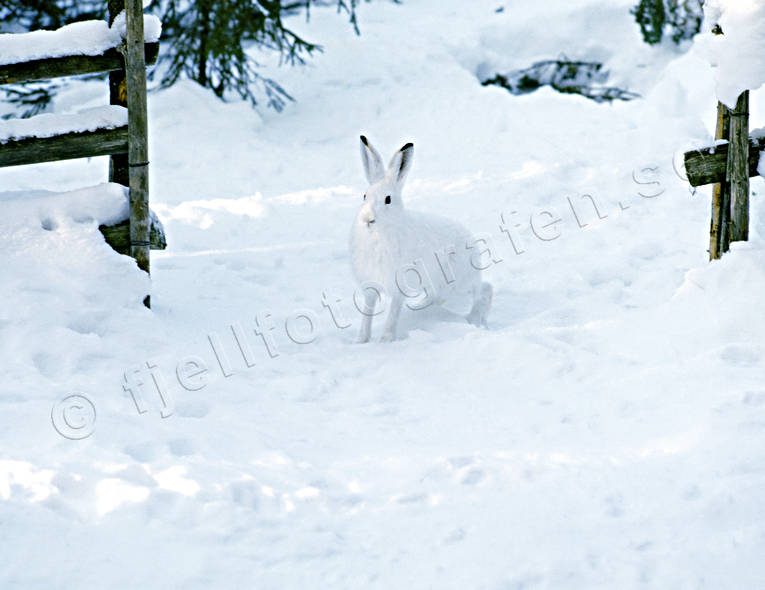 animals, gate gap, hare, mammals, mountain hare, snow, winter