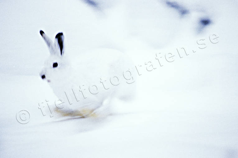 animals, camouflage, gnawer, hare, hare, hopping, lolloping, leap, mammals, mountain hare, runs, snow, winter