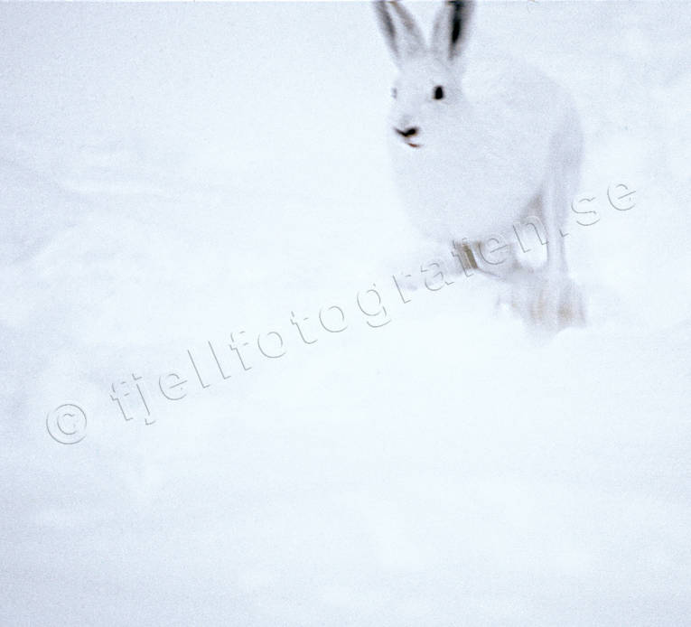animals, camouflage, gnawer, hare, hare, hopping, lolloping, leap, mammals, mountain hare, runs, snow, white, white, winter