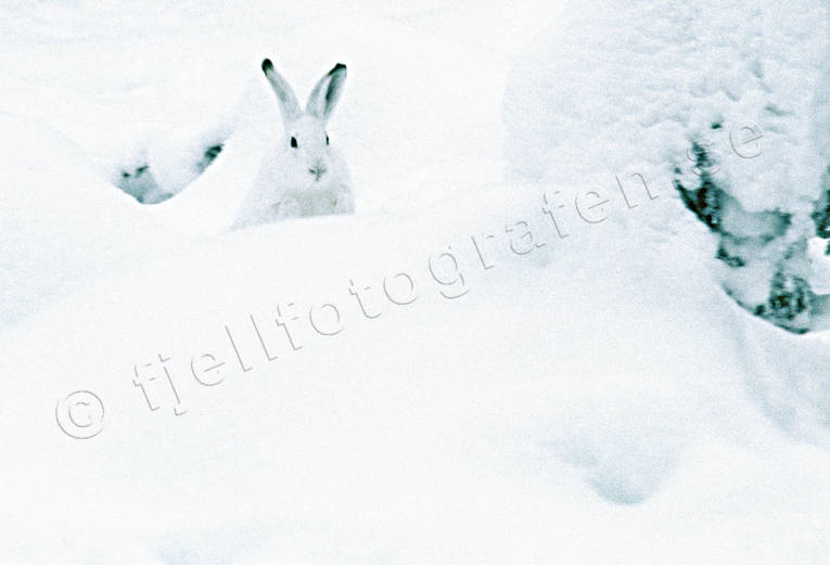 animals, hare, mammals, mountain hare, snow, white, winter