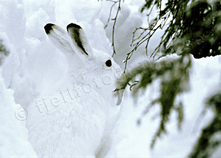 Animals - Mammals - Hare - Mountain hare in snow © toj-04158 - LAPONIA  PICTURES of Sweden