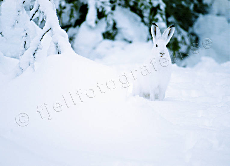 animals, camouflage, gnawer, hare, hare, mammals, mountain hare, snow, white, white, winter, woodland