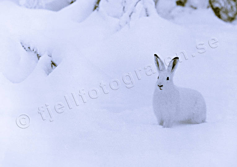 animals, black-and-white, hare, hare, mammals, mountain hare, snow, swedish hare, white, winter