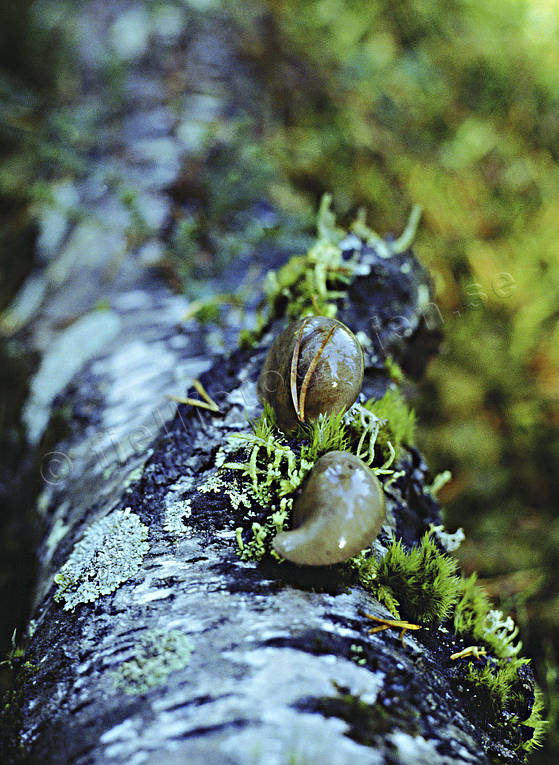 biotope, biotopes, circular flow, decaying, rotting, decompose, forest land, forests, fungus, mushroom, mouldering, nature, recycling, rotten, rotten, tree trunk, woodland