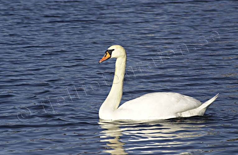 animals, birds, mute swan, swan, swans, swimming
