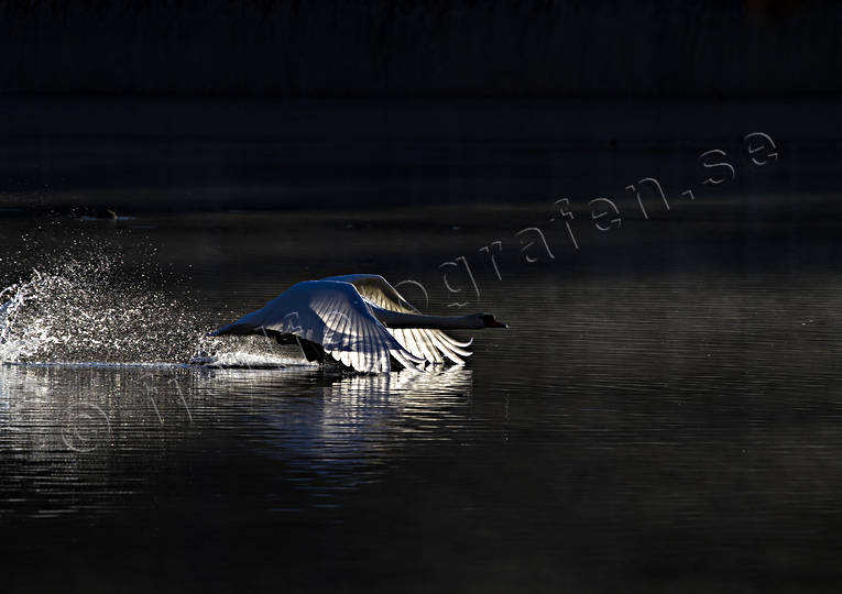 animals, backlight, birds, mute swan, spegeldammen, starts, swans