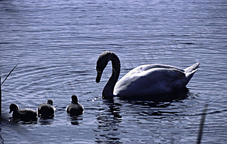 animals, birds, mute swan, swan, swans