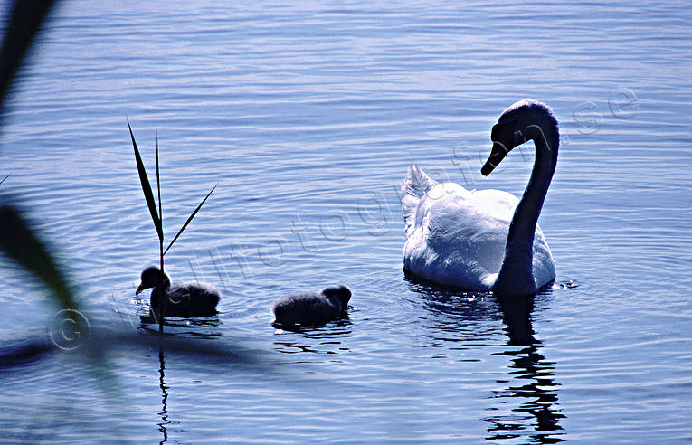 animals, birds, cygnet, mute swan, swan, swans