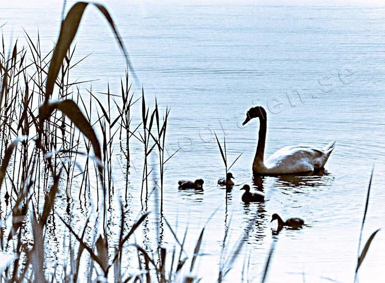 animals, birds, family, idyll, mute swan, swan, swans