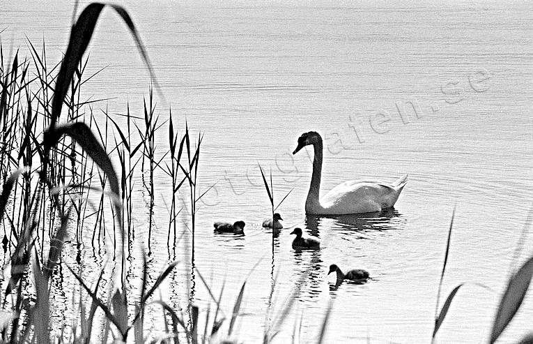 animals, birds, black-and-white, kids, sharp, swan, swans