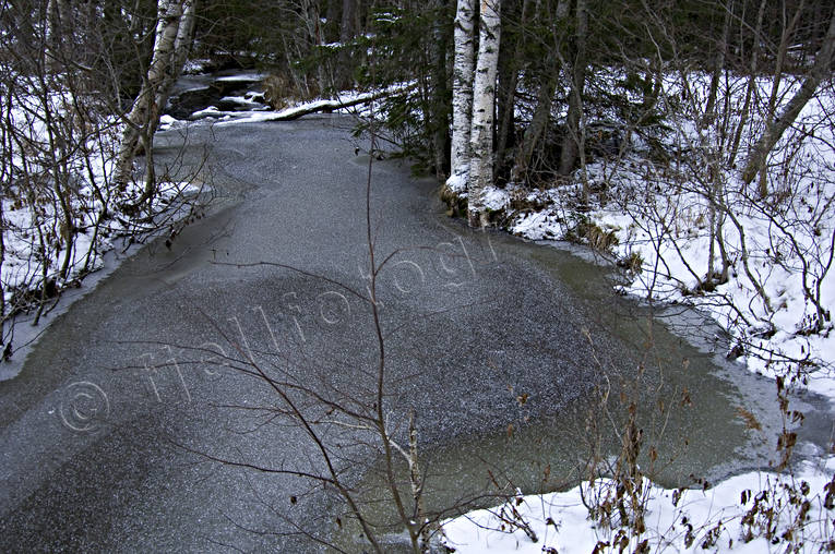 bay floe, creek, forest land, forest runlet, forest stream, forest creek, frosen, ice, nature, newly frozen, Vlbacksn, watercourse, woodland