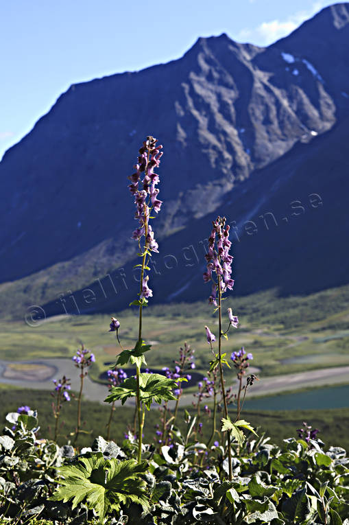 alpine, alpine flower, alpine flowers, Bielloriehppe, flower, flowers, landscapes, Lapland, mountain peaks, mountain top, nature, Nordic wolfsbane, peielloreppe, Rapa Valley, Rapaselet, Sarek, Sarek nationalpark, Sarekfjll, summer, wolfsbane