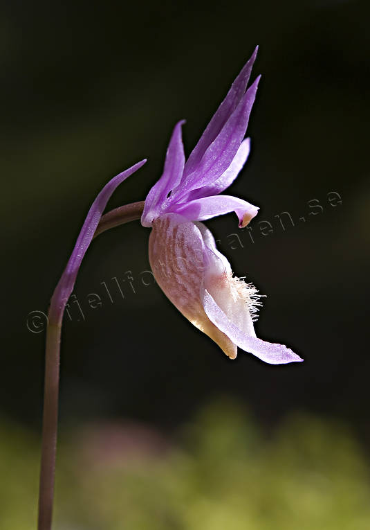 biotope, biotopes, calypso bulbosa, flowers, forests, nature, norna, plants, herbs, woodland