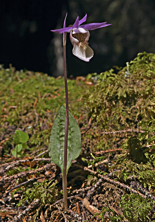 biotope, biotopes, calypso bulbosa, flowers, forests, nature, norna, plants, herbs, woodland