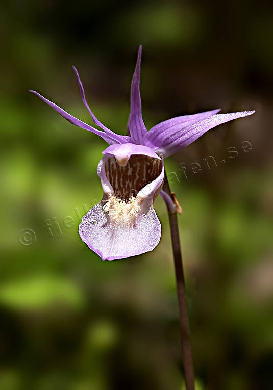 biotope, biotopes, calypso bulbosa, flowers, forests, nature, norna, plants, herbs, woodland
