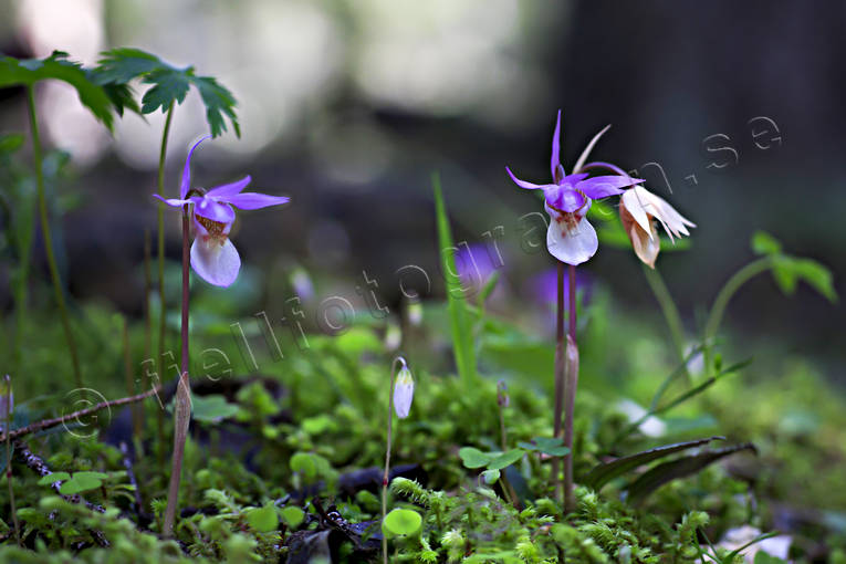 biotope, biotopes, calypso bulbosa, flourishing, flower, flowers, forest land, nature, norna, orchid, orchids, plant, plants, herbs, woodland