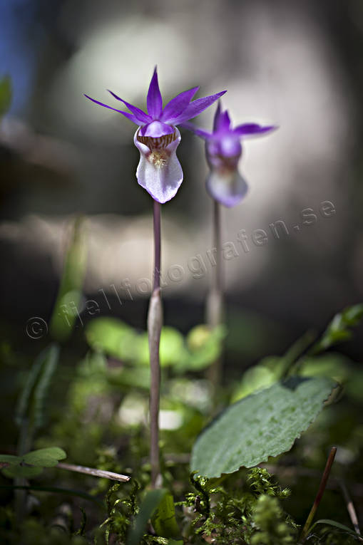 biotope, biotopes, calypso bulbosa, flourishing, flower, flowers, forest land, nature, norna, orchid, orchids, plant, plants, herbs, woodland