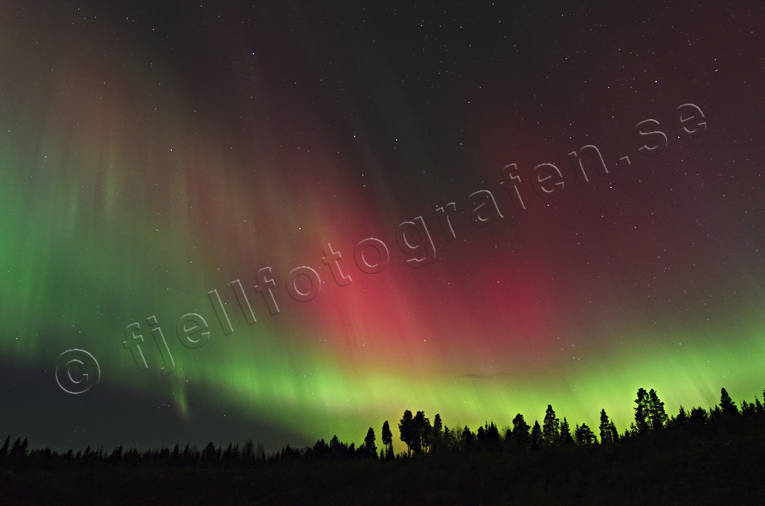 nature, northern lights, red, sky, winter's night, woodland