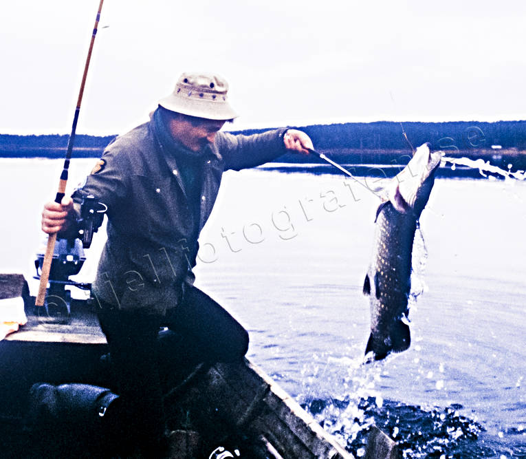 angling, fishing, huggkrok, höstgädda, Indal river, northern pike fishing, pike, reel fishing, spin fishing