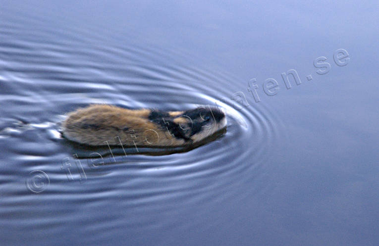 animals, gnawer, lemming, mammals, norway lemming, rodents, swim, swimming, vatten, water