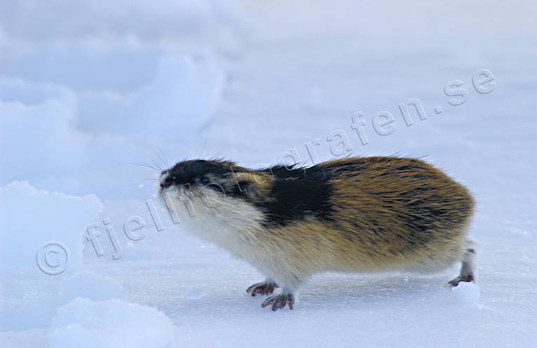 animals, gnawer, lemming, mammals, norway lemming, rodents, snow, winter