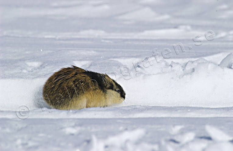 animals, gnawer, lemming, mammals, norway lemming, rodents, snow, winter