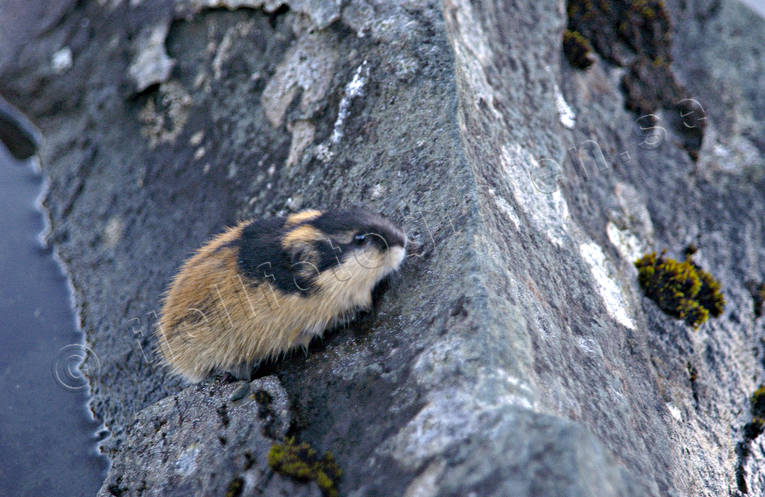 animals, gnawer, lemming, mammals, norway lemming, rodents, stone, vatten, water