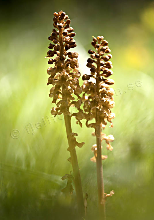 biotope, biotopes, flower, flowers, Landskap, meadowland, meadows, nature, nstrot, orchid, orchid meadows, orchids, plants, herbs, woodland