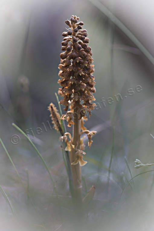 biotope, biotopes, flower, flowers, Landskap, nature, neottia nidus-avis, nstrot, orchid, orchids, plant, plants, herbs, skosmark, woodland