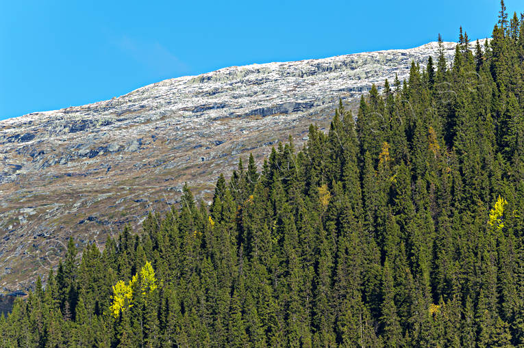 autumn, fresh snow, Jamtland, landscapes, mountain, mountain forest, nature, spruce, tree, trdgrns, woodland