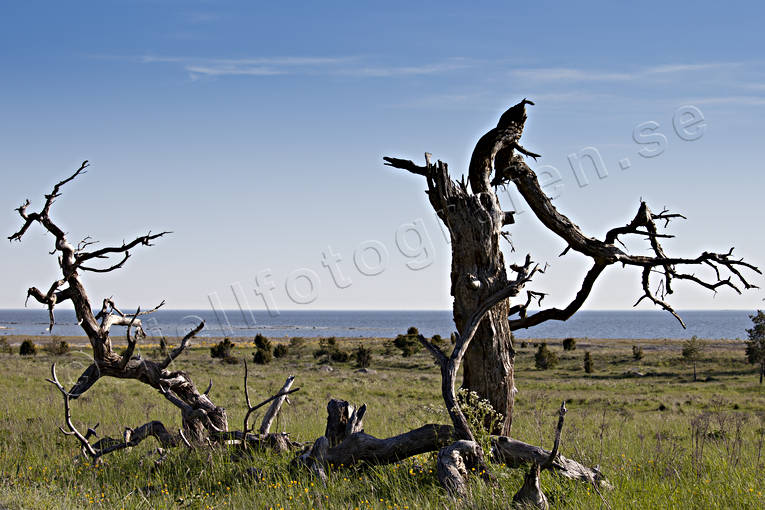 beach, coast, Furillen, Gotland, landscapes, nature, old, sea, sea-shore, summer, tree