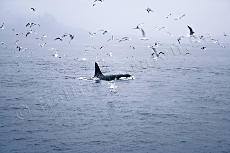 animals, dolphins, glacial sea, Lofoten, mammals, northern lands, Norway, orca, orcas killer-whale, whale, whale safari, whales
