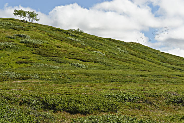 landscapes, Lapland, national park, Padjelanta, summer