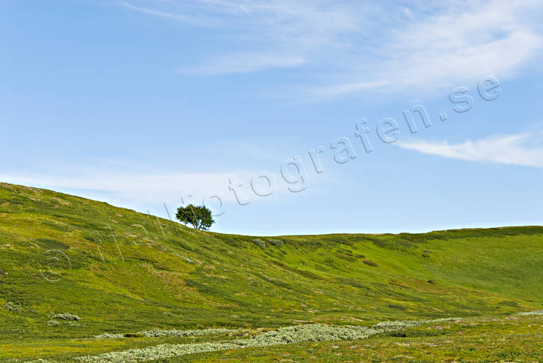 alpine birch, blue, fjllng, green, landscapes, Lapland, national park, Padjelanta, sky, spreads, expanses, tree, ppet landskap, ppna landskap