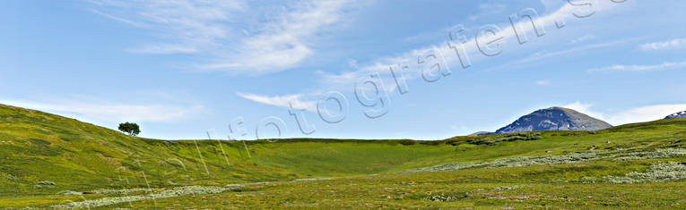 alpine birch, blue, fjllng, green, landscapes, Lapland, national park, Padjelanta, panorama, sky, spreads, expanses, tree, ppet landskap, ppna landskap