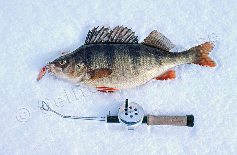 angling, fish, fishing, ice fishing, ice fishing, perch, perch fishing, winter fishing