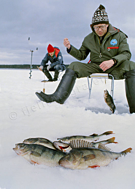 angling, fishing, ice fishing, ice fishing, perch, perch fishing, winter fishing