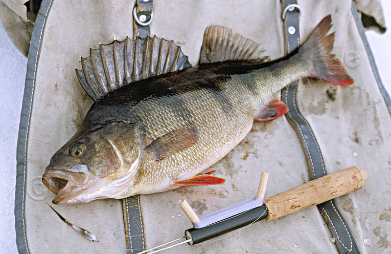 angling, fishing, ice fishing, ice fishing, perch, perch fishing, winter fishing