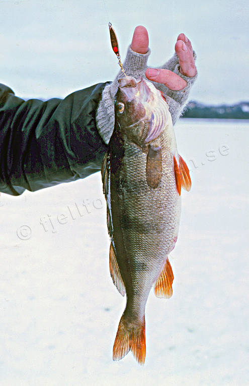 angling, fishing, ice fishing, ice fishing, perch, perch fishing, winter fishing