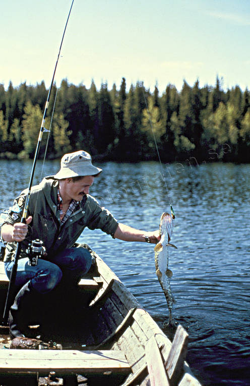 anglers, angling, casting rod, fishing, Kattstrupe lake, northern pike fishing, pike, reel, reel fishing, spin fishing, spinning