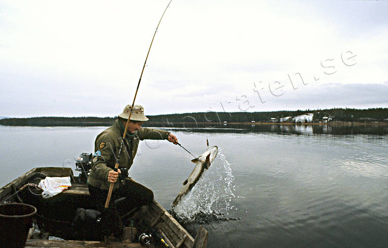 angling, boat, fishing, northern pike fishing, pike, reel, reel fishing, rowboat, spin fishing, spinning