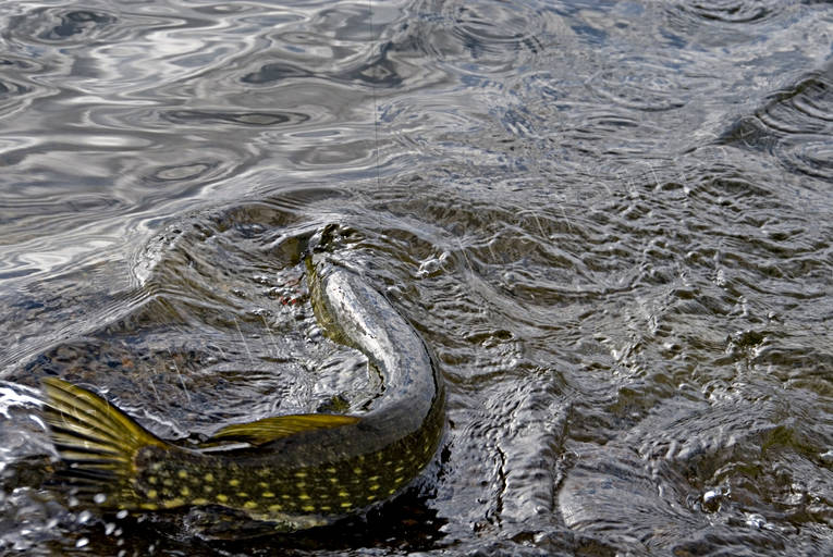 angling, be warbled, fishing, northern pike fishing, pike, reel fishing, spin fishing, warble