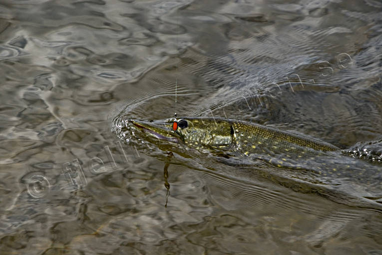 angling, be warbled, fishing, northern pike fishing, pike, reel fishing, spin fishing, warble