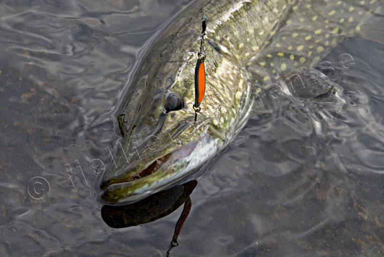 angling, be warbled, fishing, fishing lead, lead, northern pike fishing, pike, pike lead, reel fishing, spin fishing, warble