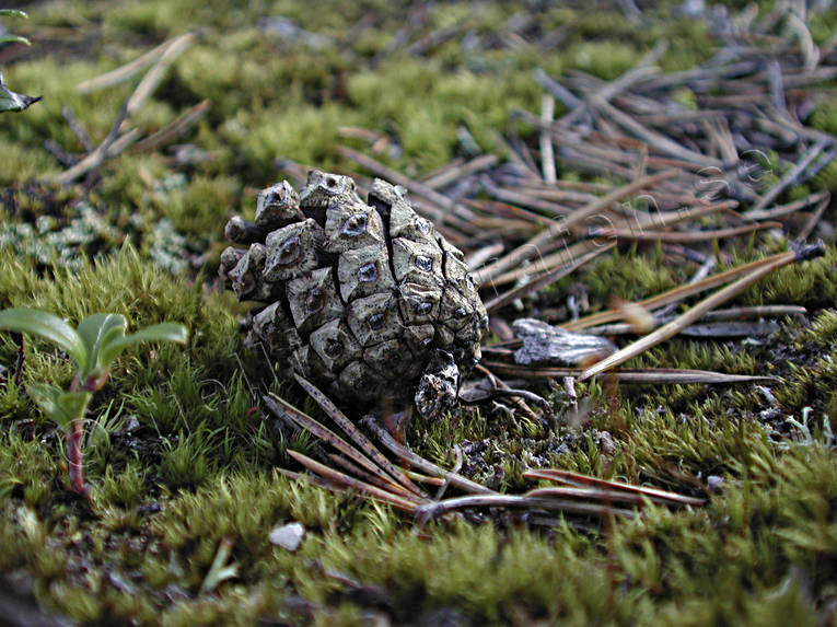 biotope, biotopes, circular flow, cone, forest land, forests, moss, nature, needles, pine, pine-cone, pine-needle, pyrolysed plant substance, woodland