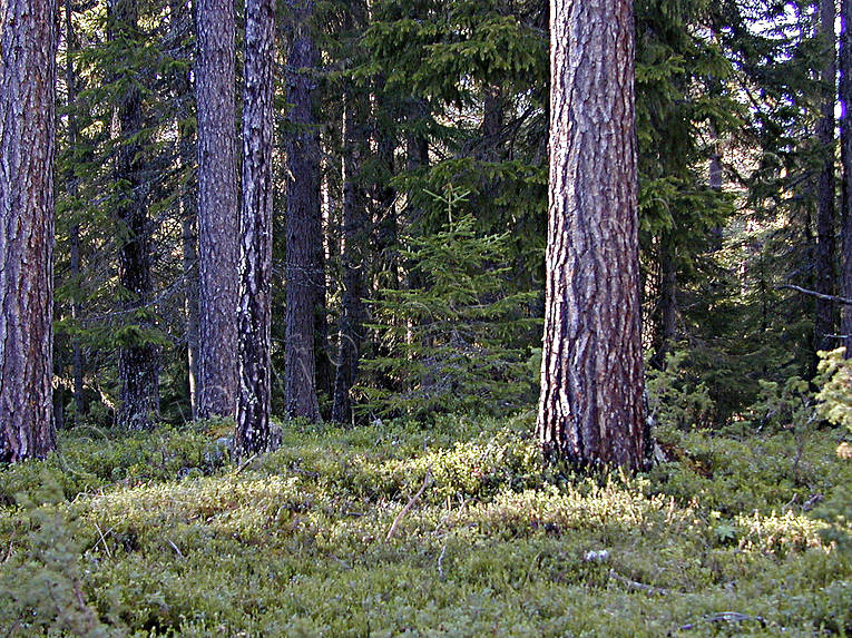 biotope, biotopes, forest land, forests, nature, pine forest, pine trunks, pines, timber, tree, tree trunks, trunks, woodland