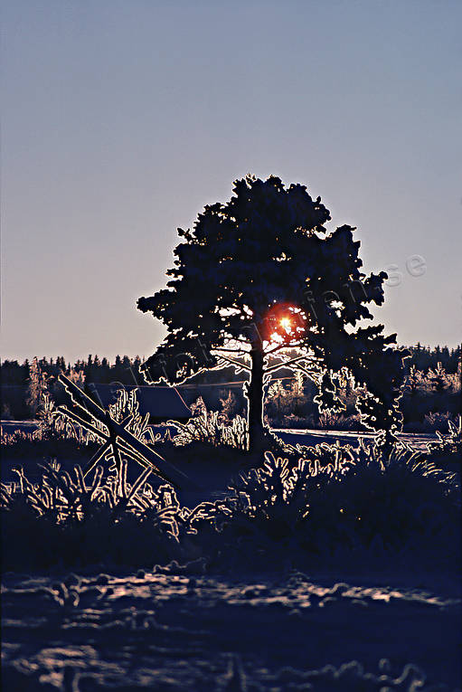 ambience, ambience pictures, atmosphere, backlight, branches, christmas, christmas ambience, christmas card, christmas pictures image, cold, pine, relief, season, seasons, snow, snow landscape, winter