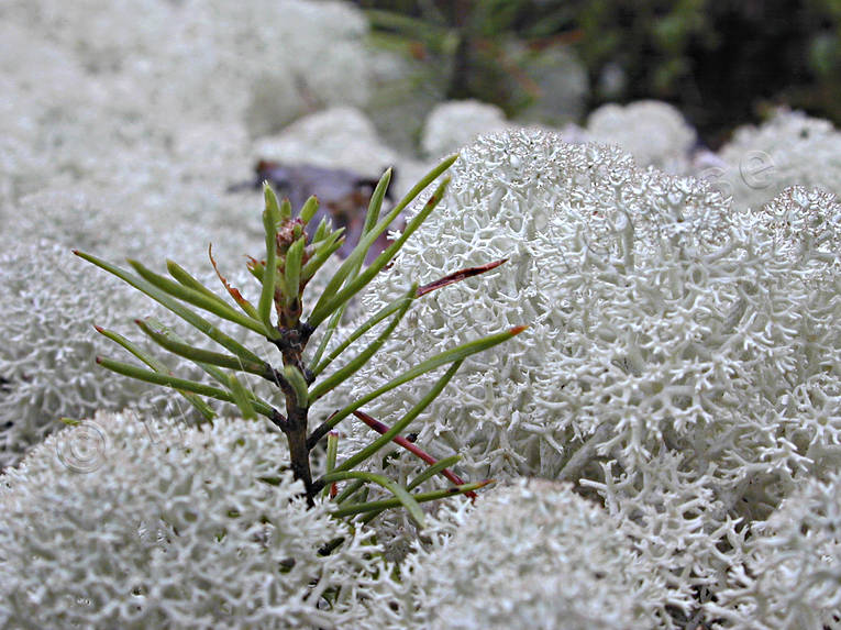 biotope, biotopes, forest land, forest plantation, forests, fnsterlav, nature, pine, pine plant, fir plant, plant cultivation, plantation, reindeer moss, reindeer moss, reindeer pasture, sphagnum, woodland